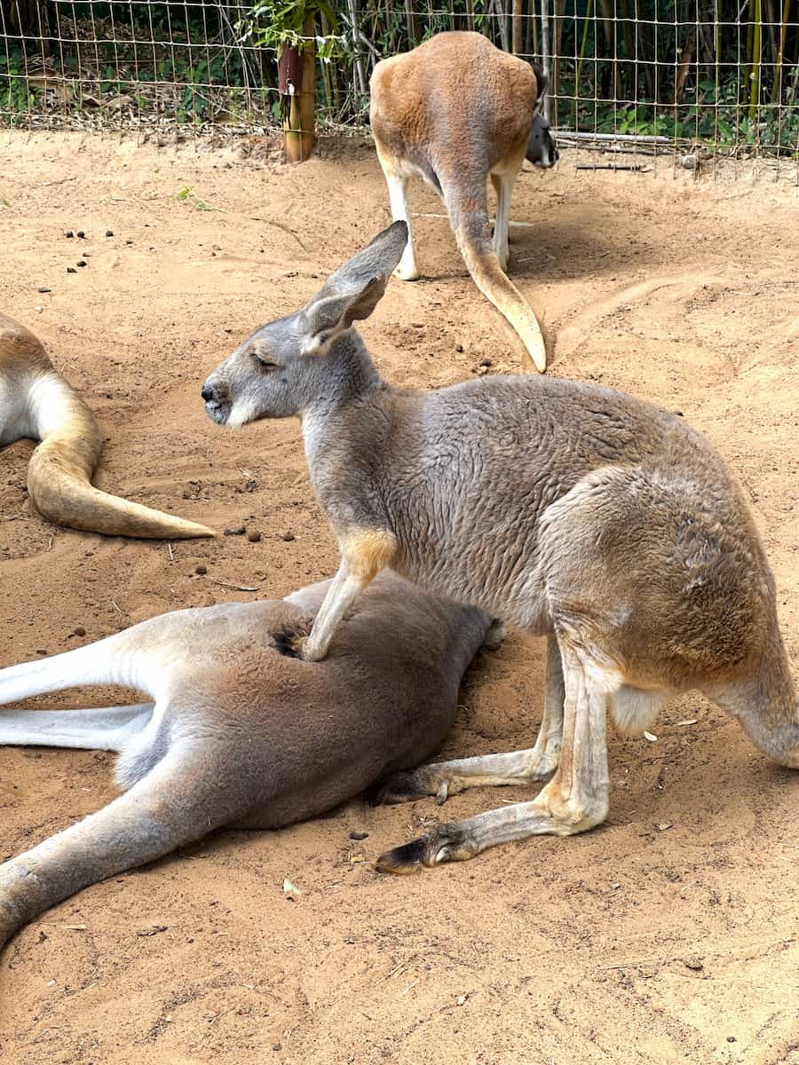Busch Gardens Tampa Bay