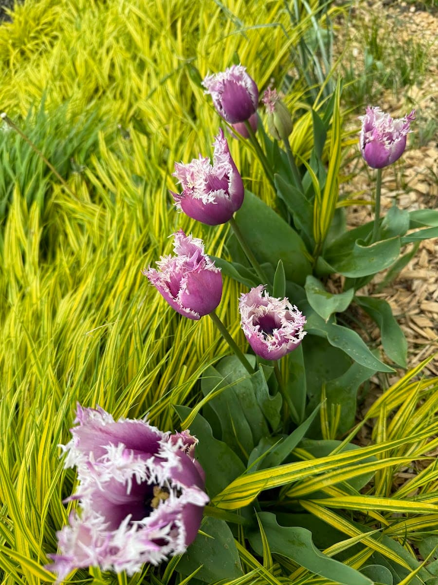 Caen Botanical Garden, Caen