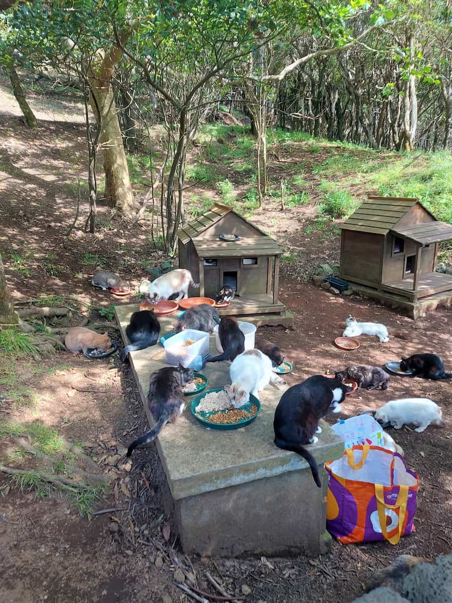 Cat Sanctuary Monte Brasil