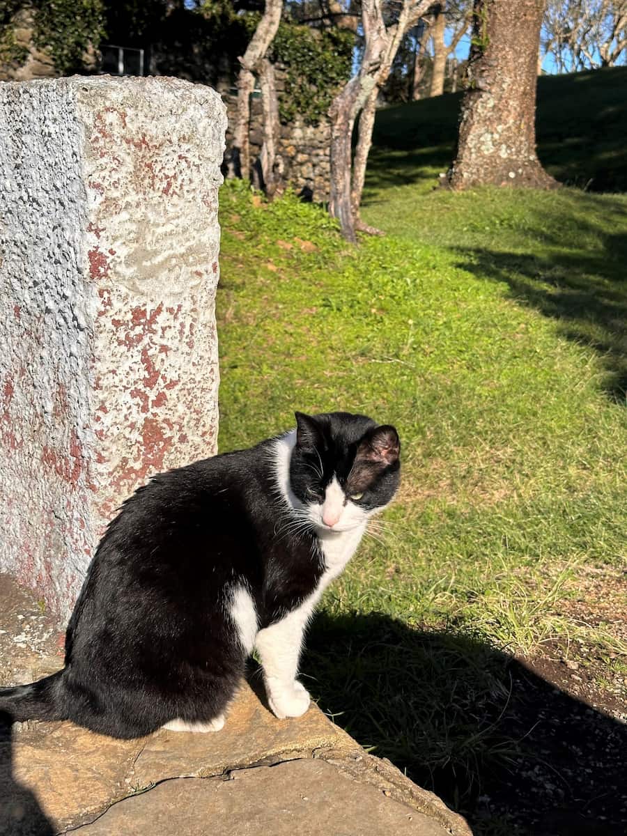 Cat Sanctuary Monte Brasil