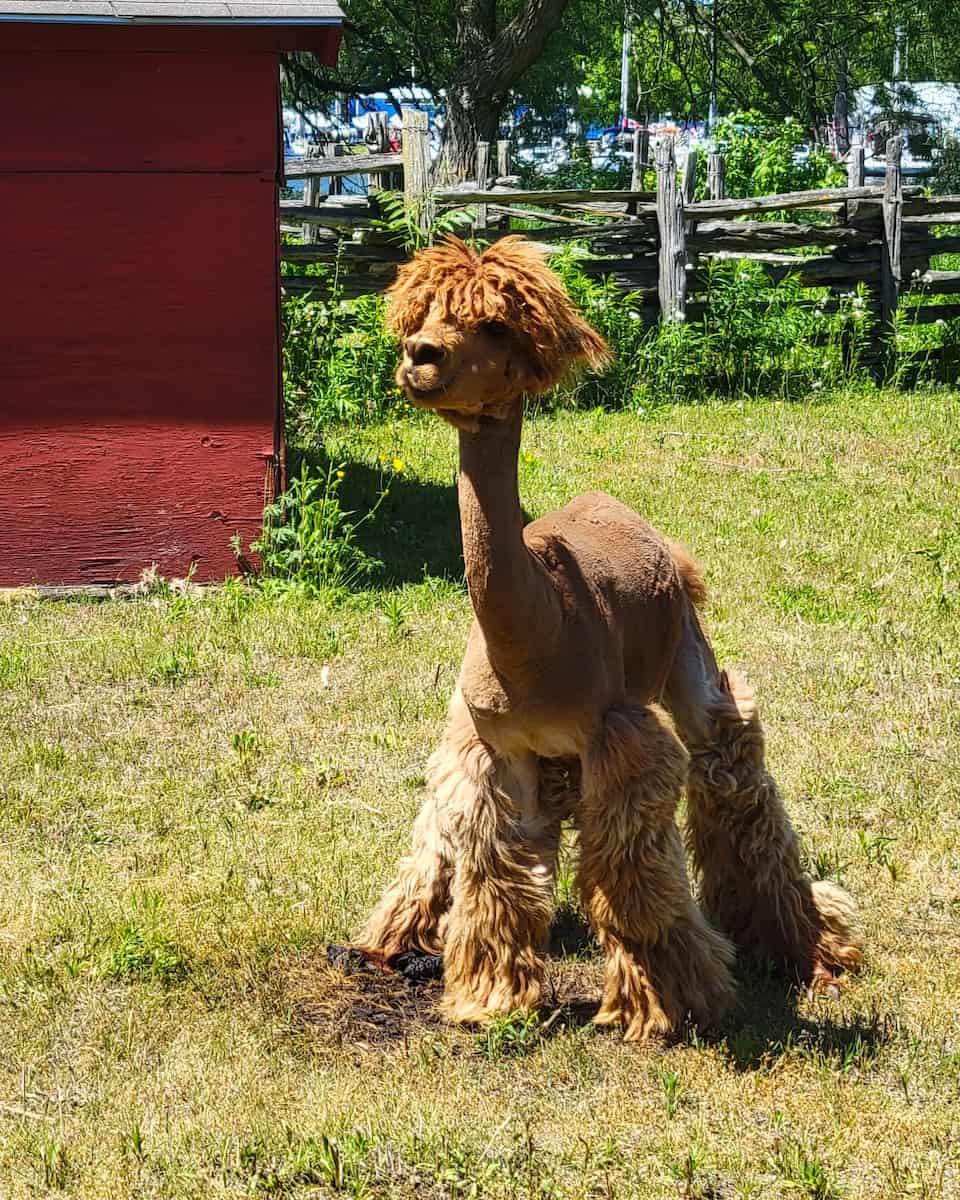 Centreville Amusement Park, Toronto