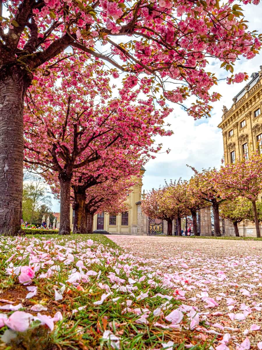 Cherry Blossom Festival, Würzburg