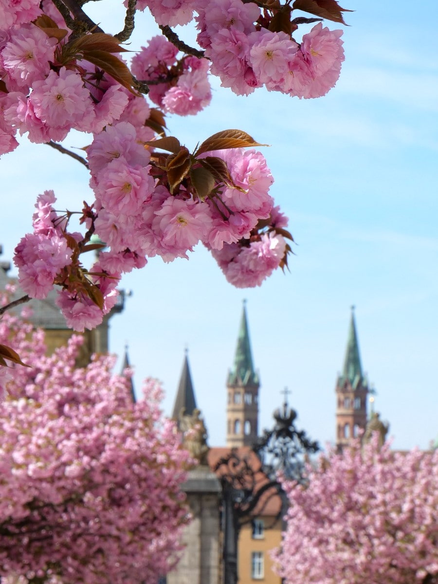 Cherry Blossom Festival, Würzburg