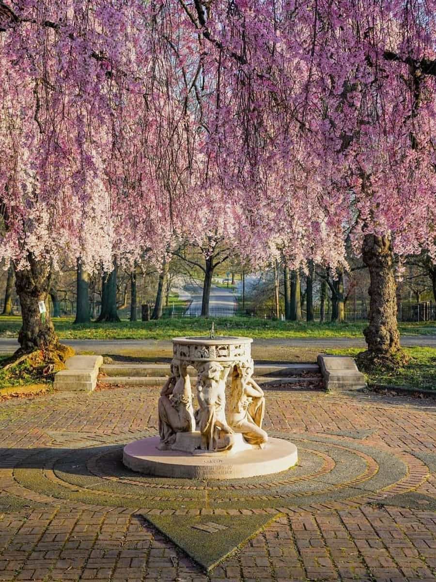 Cherry Blossoms in Fairmount Park, Philadelphia