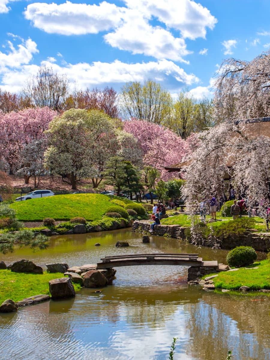 Cherry Blossoms in Fairmount Park, Philadelphia