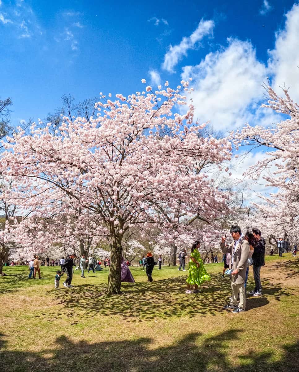 Cherry Blossoms in High Park, Toronto