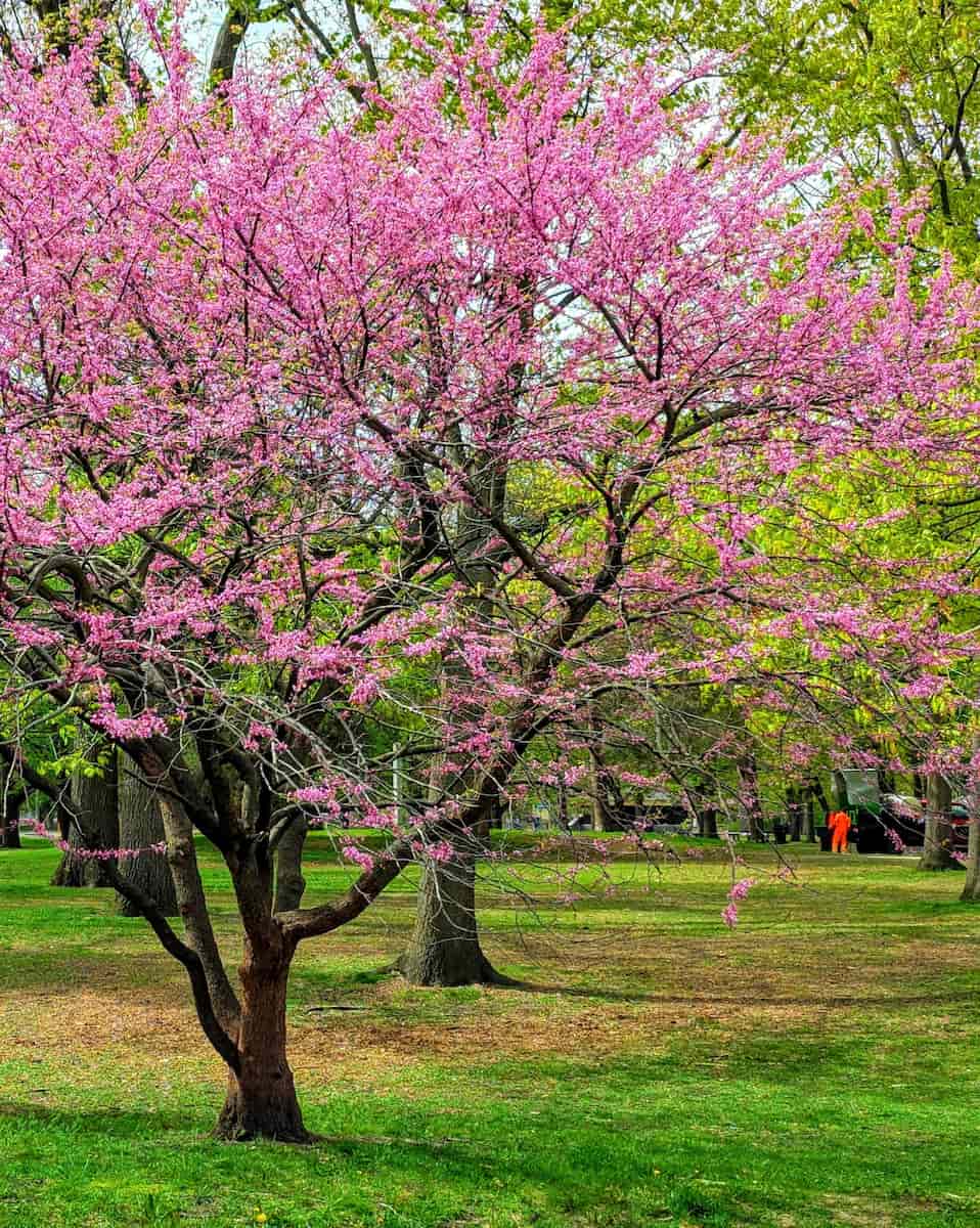 Cherry Blossoms in High Park, Toronto