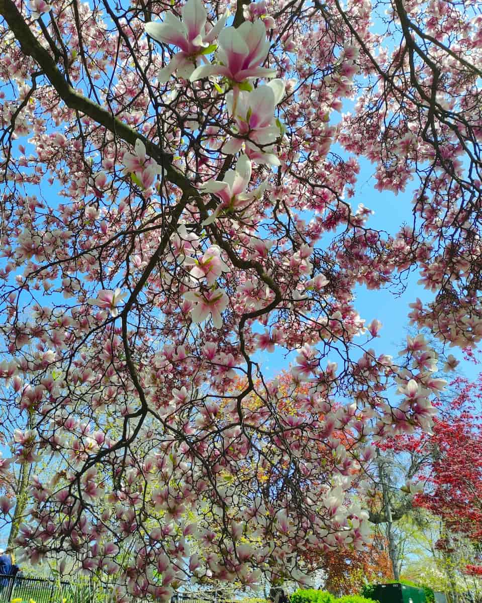 Cherry Blossoms in High Park, Toronto