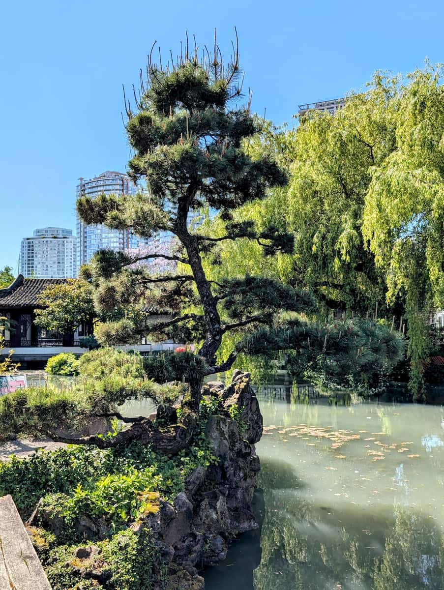 Classical Chinese Garden, Vancouver