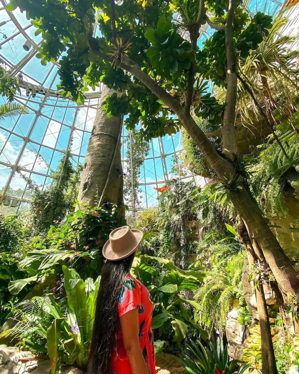 Cockrell Butterfly Center Houston 1