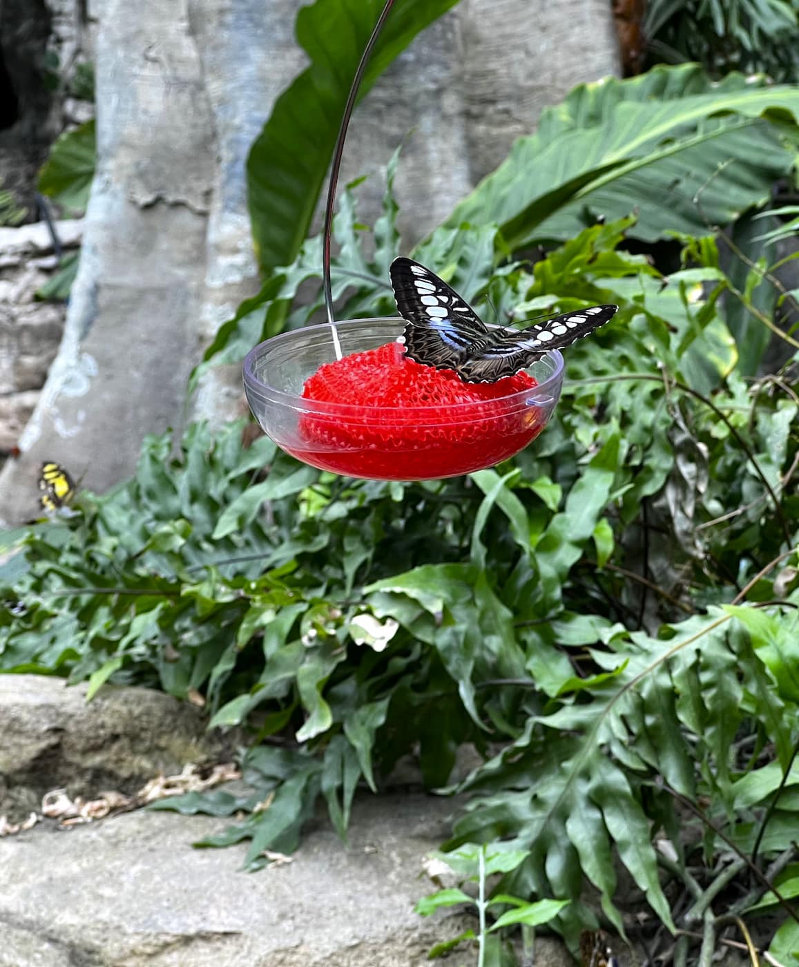 Cockrell Butterfly Center Houston