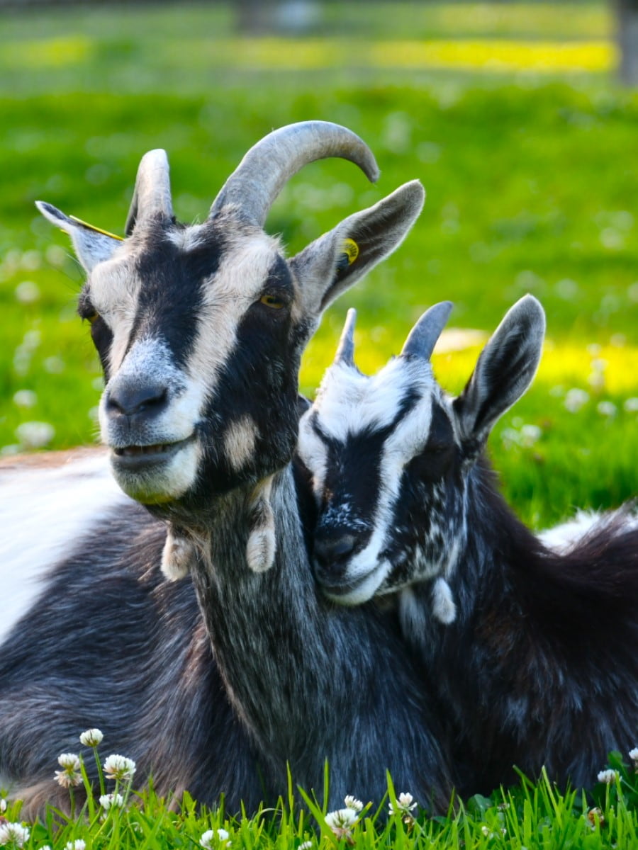 Animal Park in Colline aux Oiseaux, Caen