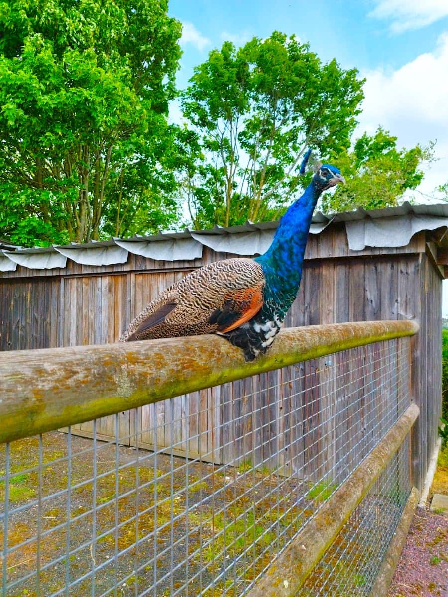 Animal Park in Colline aux Oiseaux, Caen
