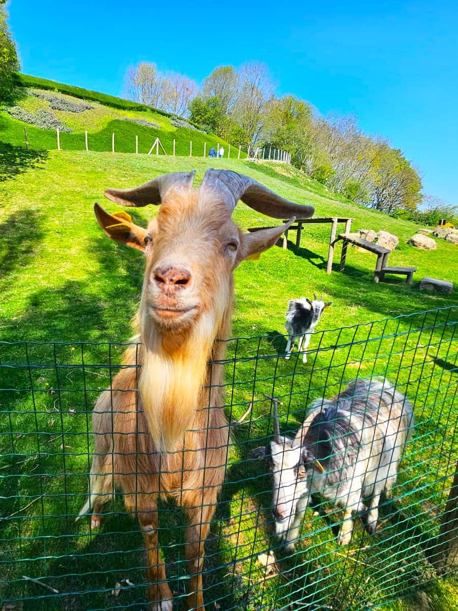 Animal Park in Colline aux Oiseaux, Caen