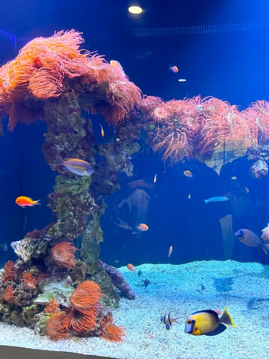 Inside of Dallas World Aquarium, Dallas