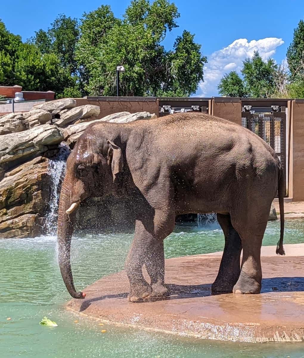 Denver Zoo