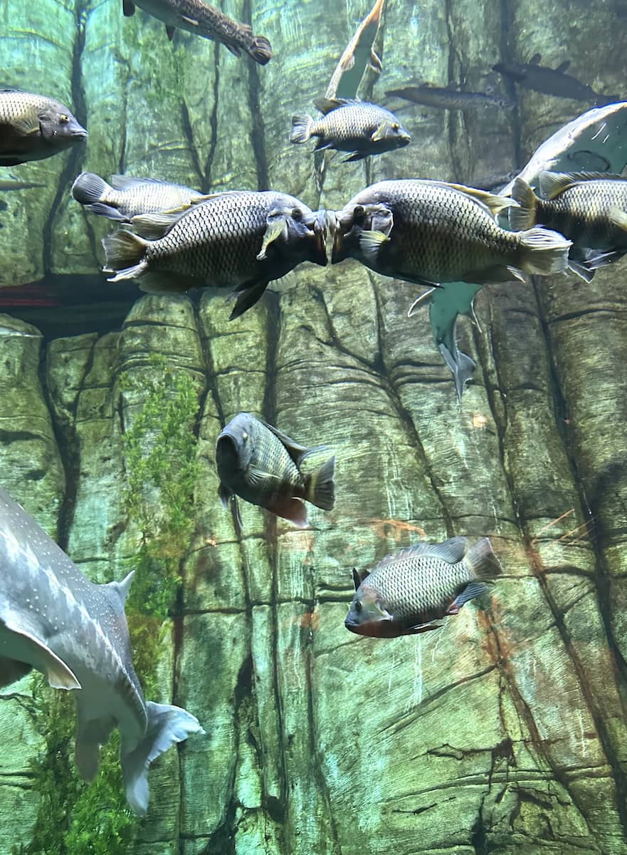 Downtown Aquarium, Denver