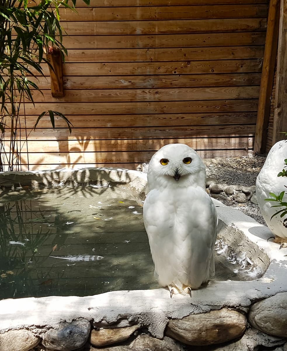 Falconeria Locarno, Italy