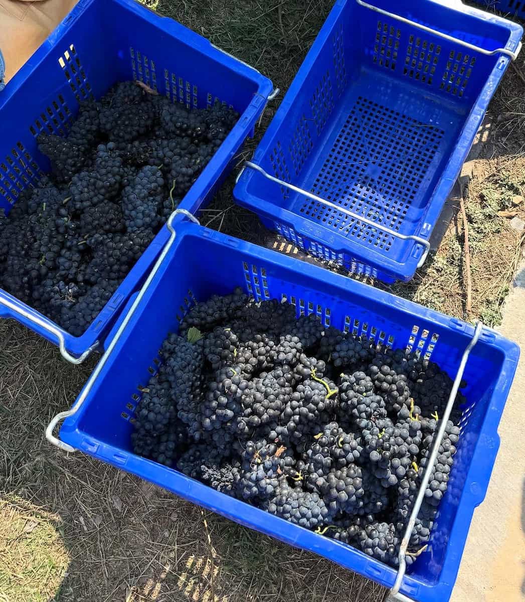 Grape Harvest Festival, Parga