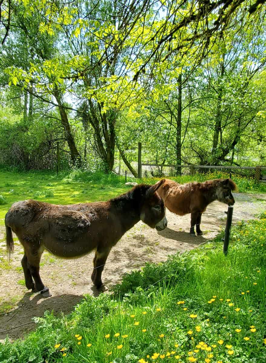 Greater Vancouver Zoo