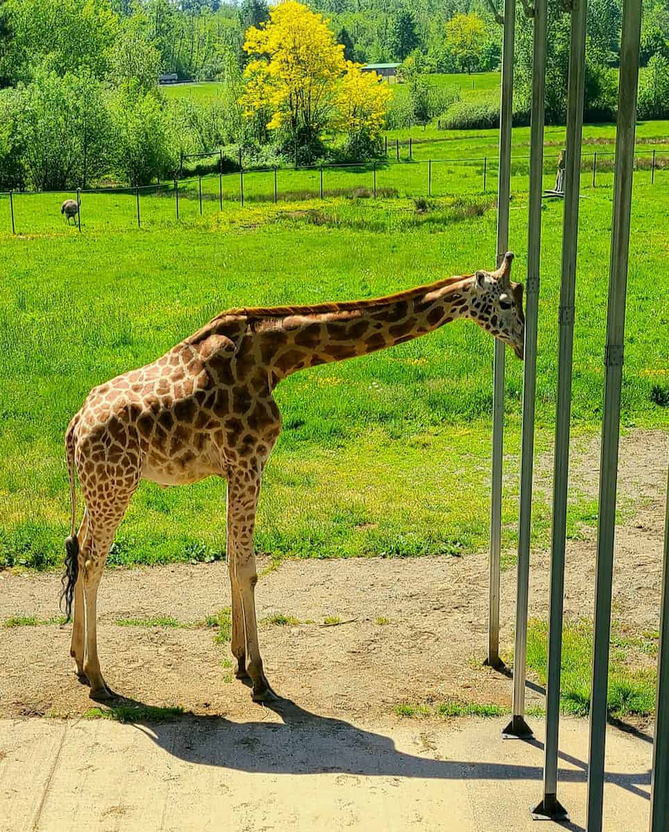 Greater Vancouver Zoo