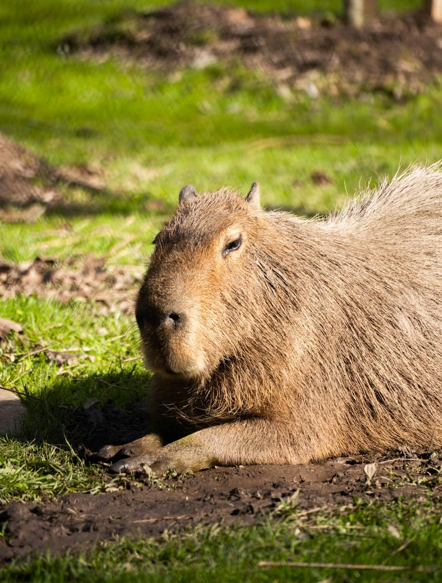 High Park Zoo, Toronto