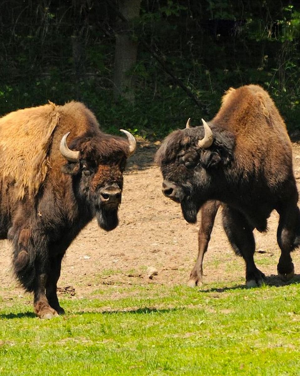 High Park Zoo, Toronto