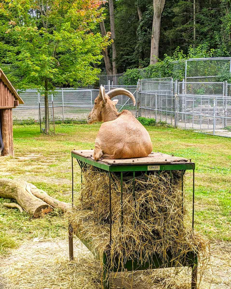 High Park Zoo, Toronto