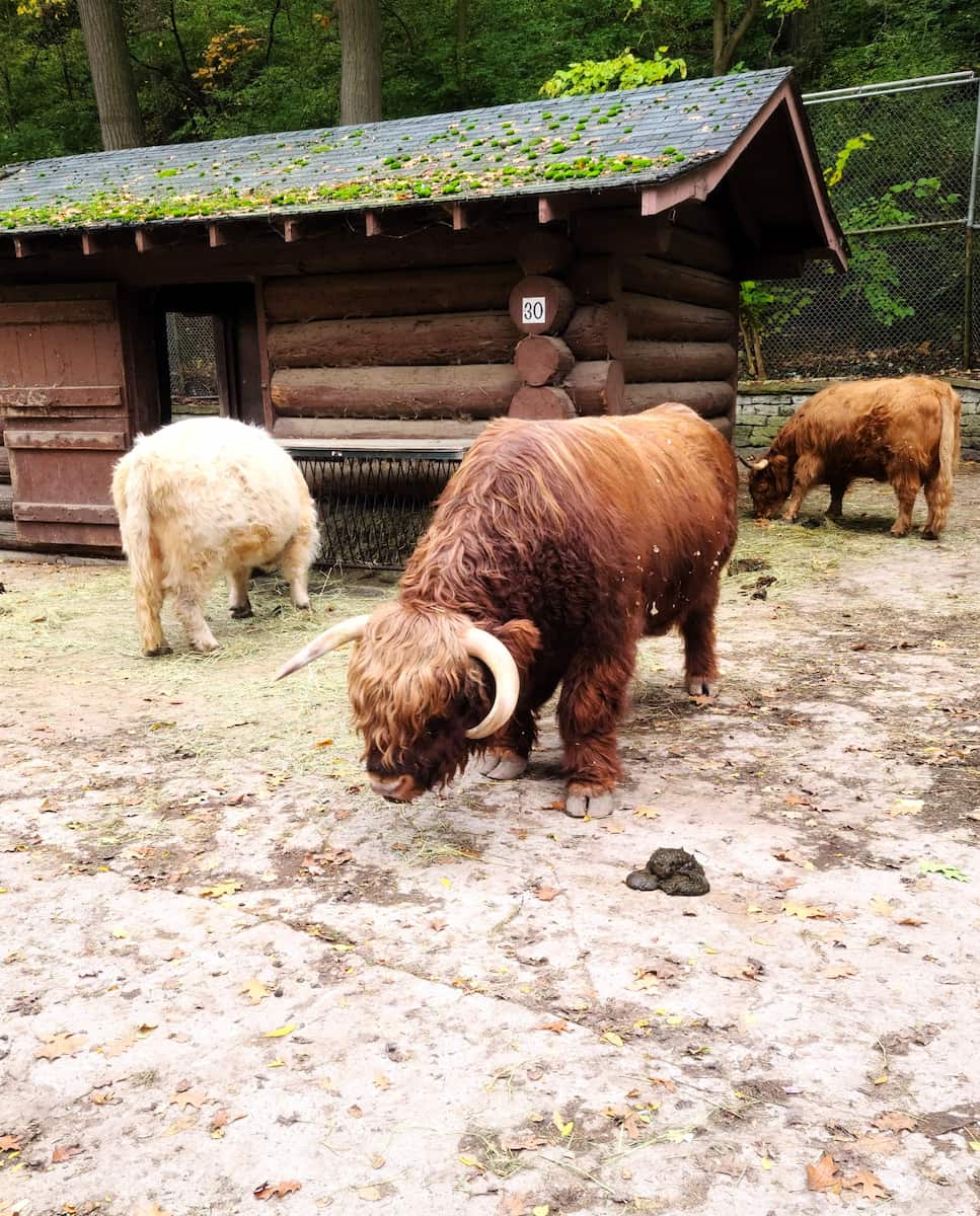 High Park Zoo, Toronto