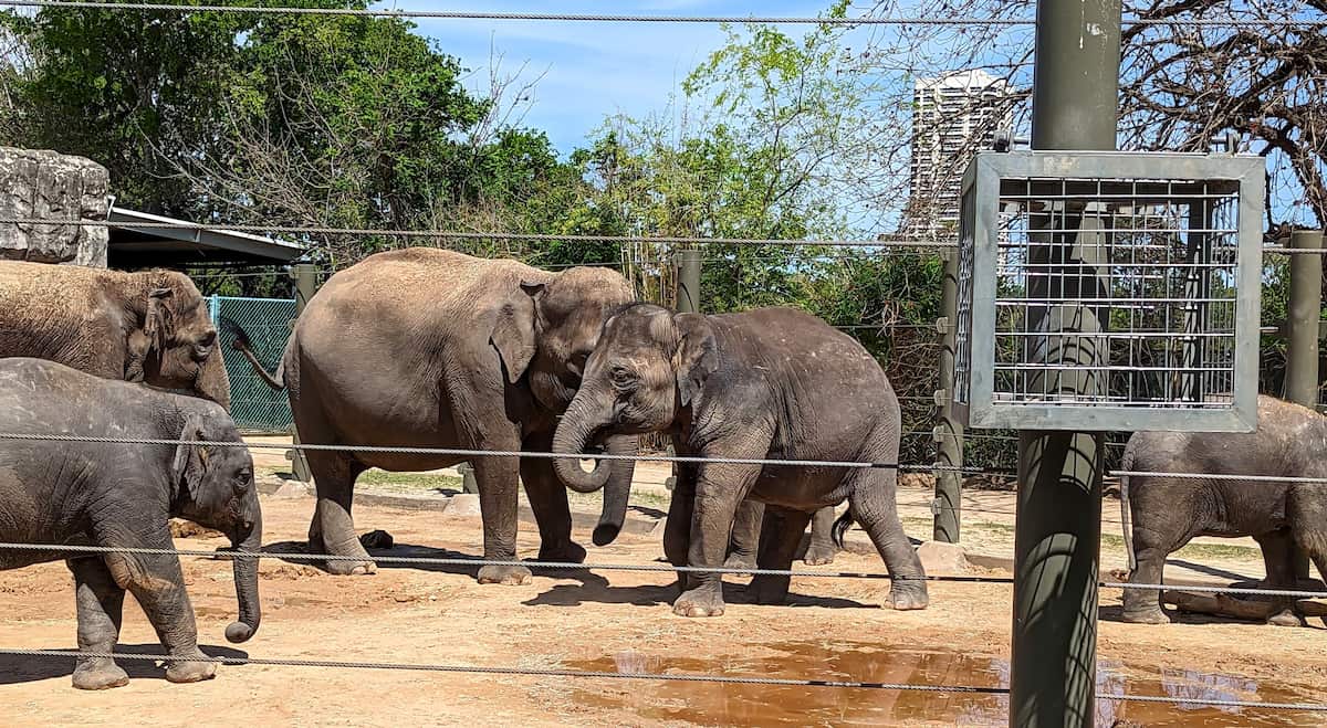 Houston Zoo