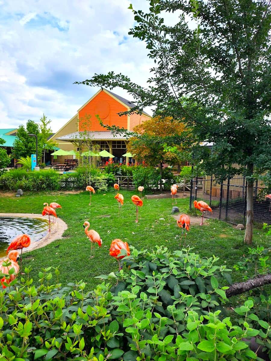 Animals in Indianapolis Zoo, Indianapolis