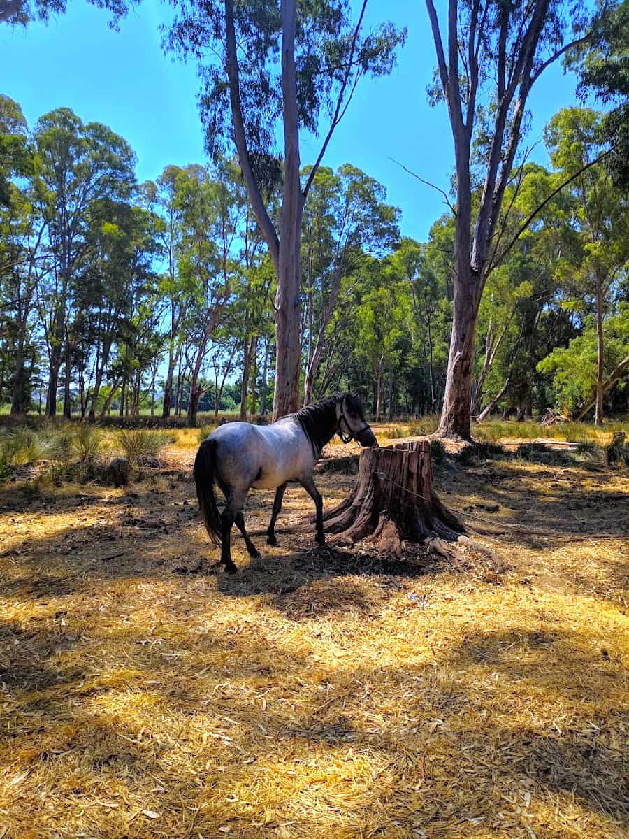 Koutavos Lagoon, Argostoli