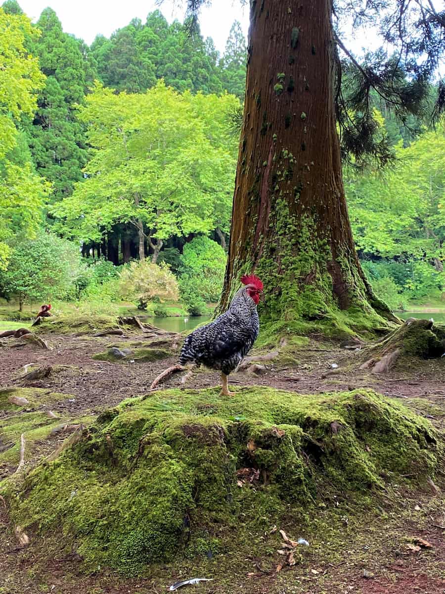 Lagoa das Patas Terceira