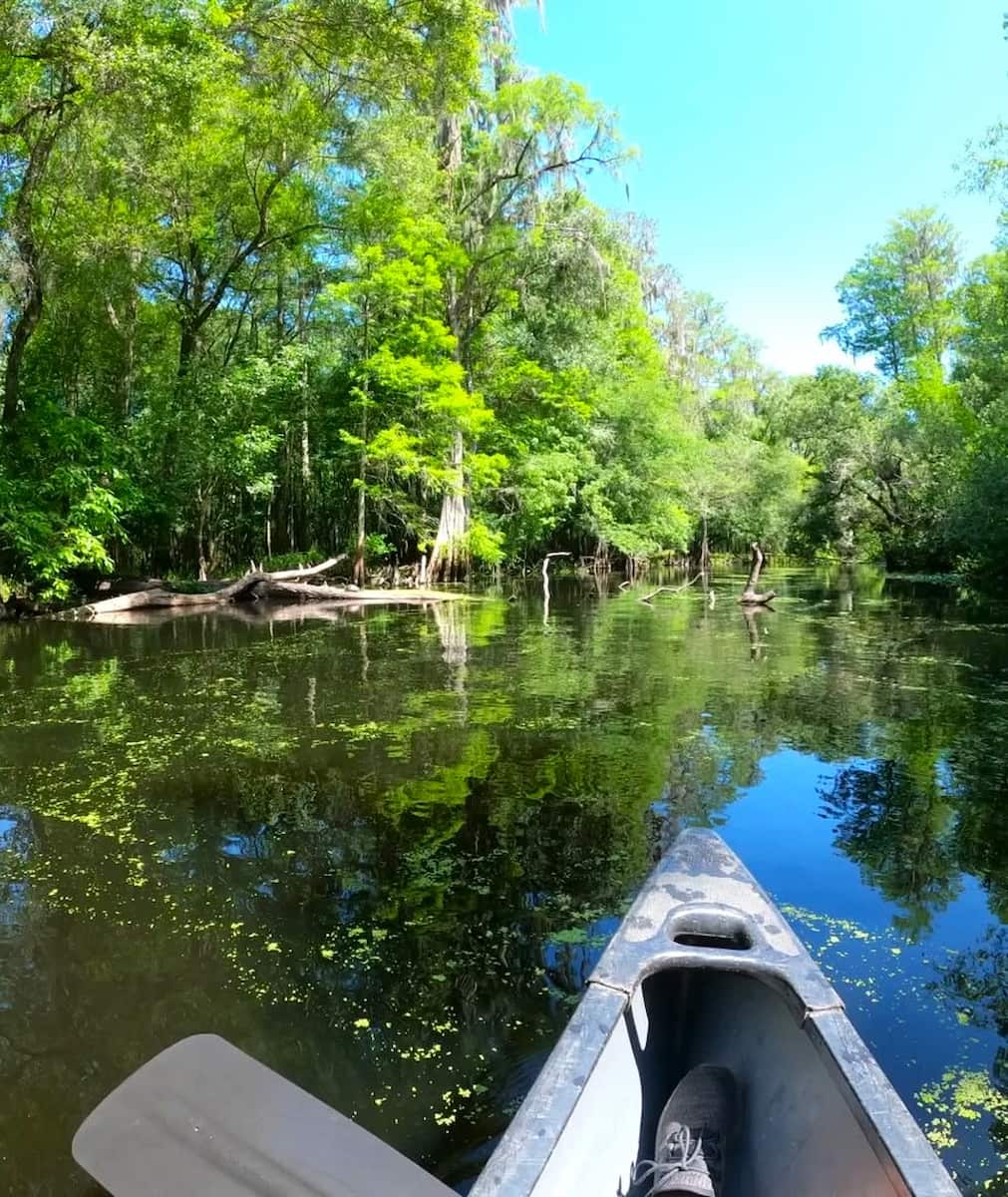 Lettuce Lake Park, Tampa