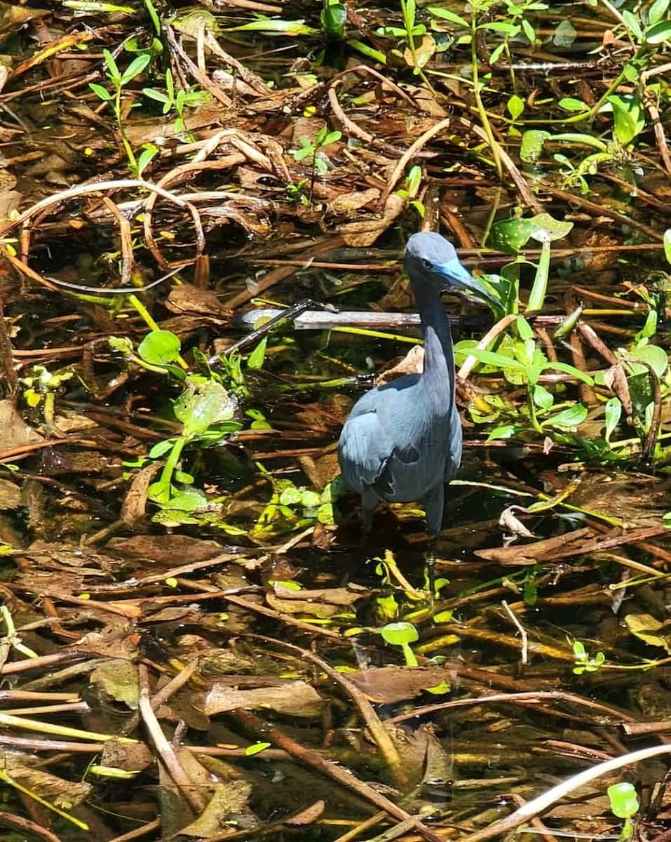 Lettuce Lake Park, Tampa