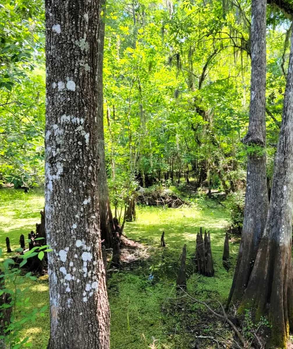 Lettuce Lake Park, Tampa