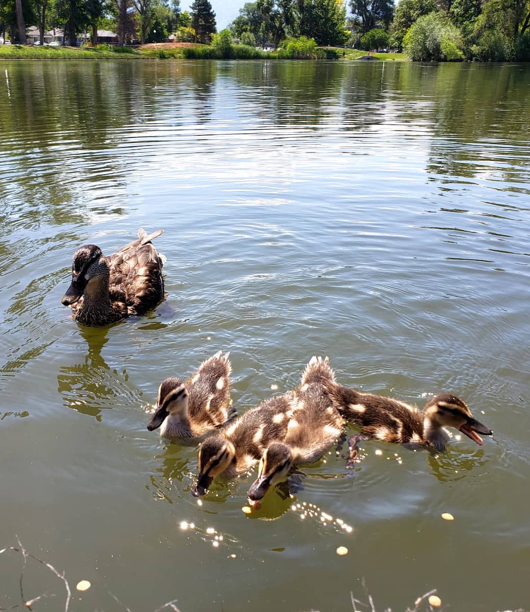 Liberty Park strolls & free playgrounds Salt Lake City