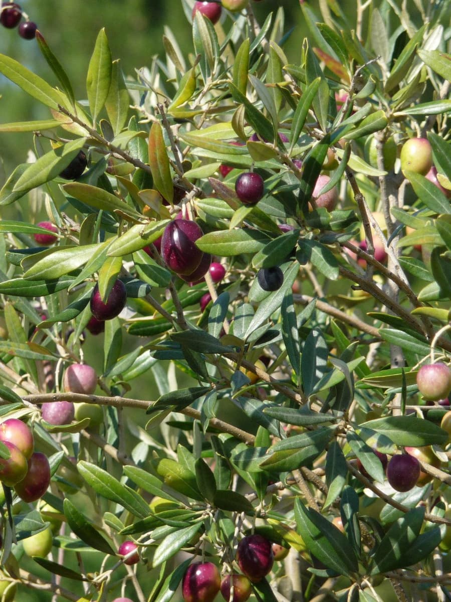 Masseria Brancati, Ostunia