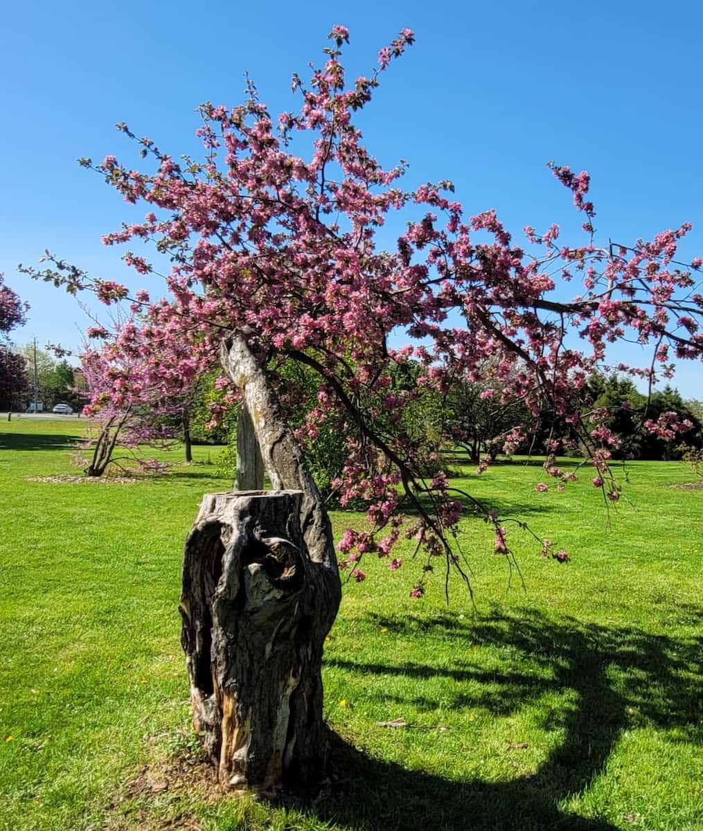Ornamental Gardens, Colorado