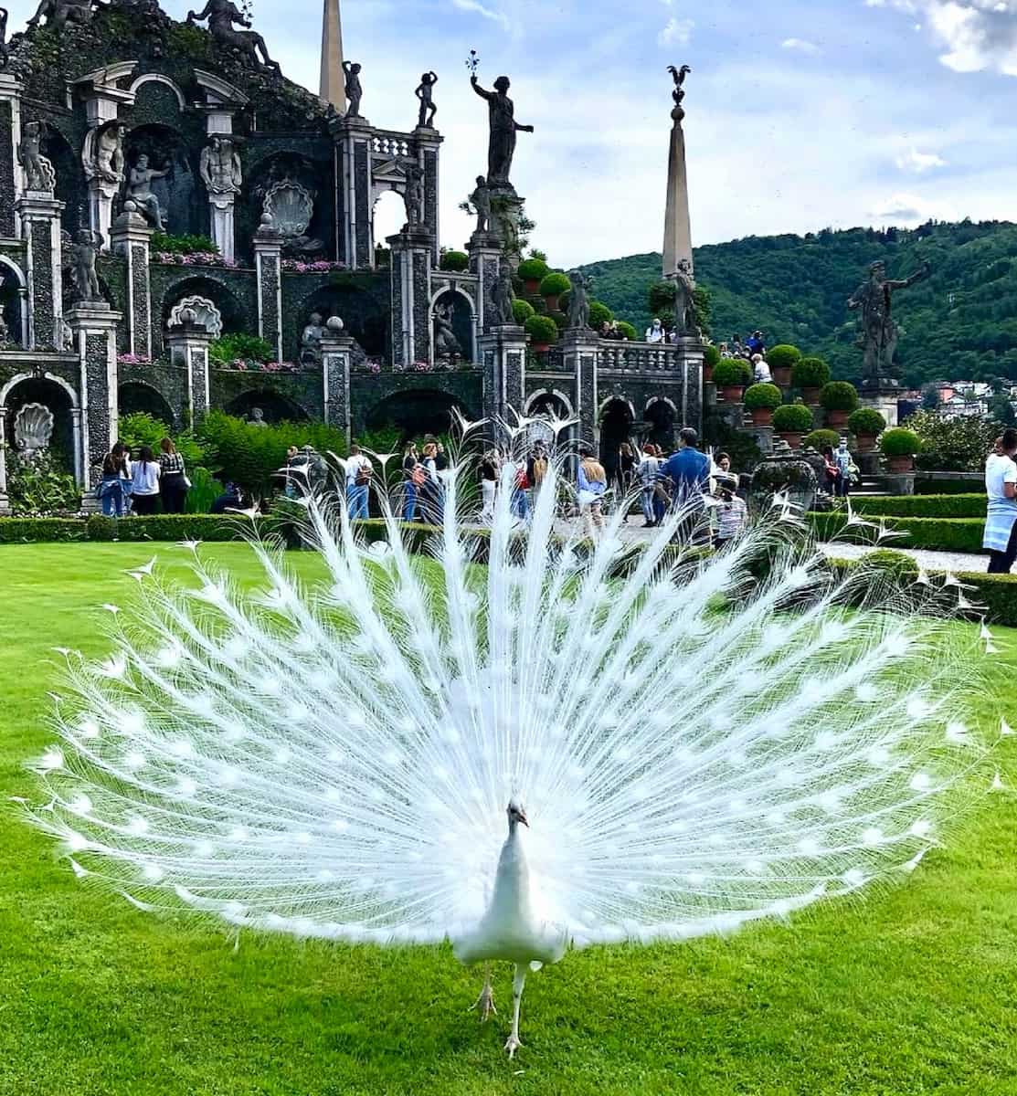 Peacock in the territory, Palazzo Borromeo