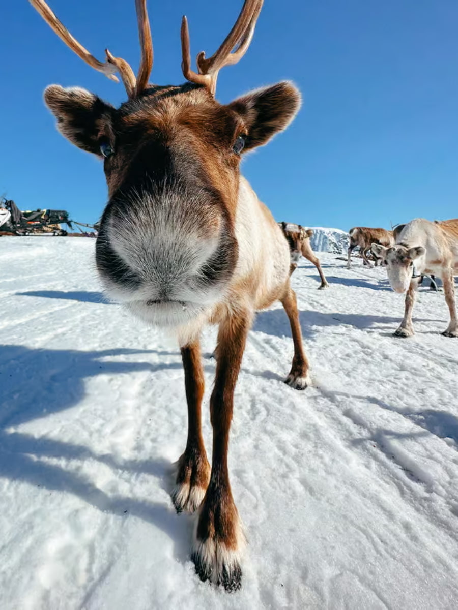Reindeer Farm, Narvik