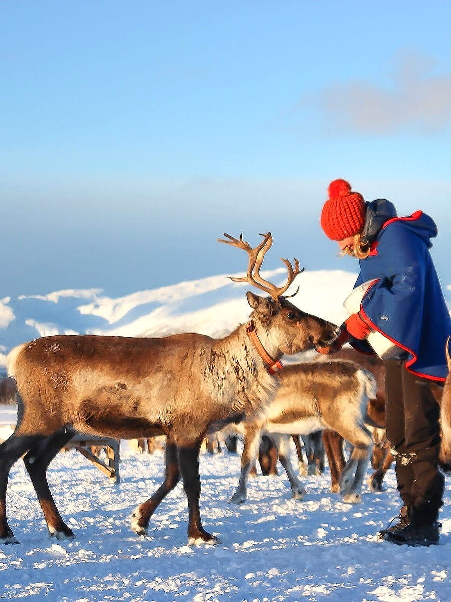 Reindeer Farm, Narvik