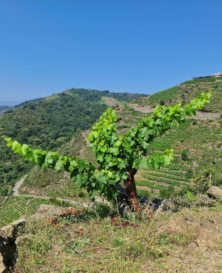 Ribeira Sacra, Galicia