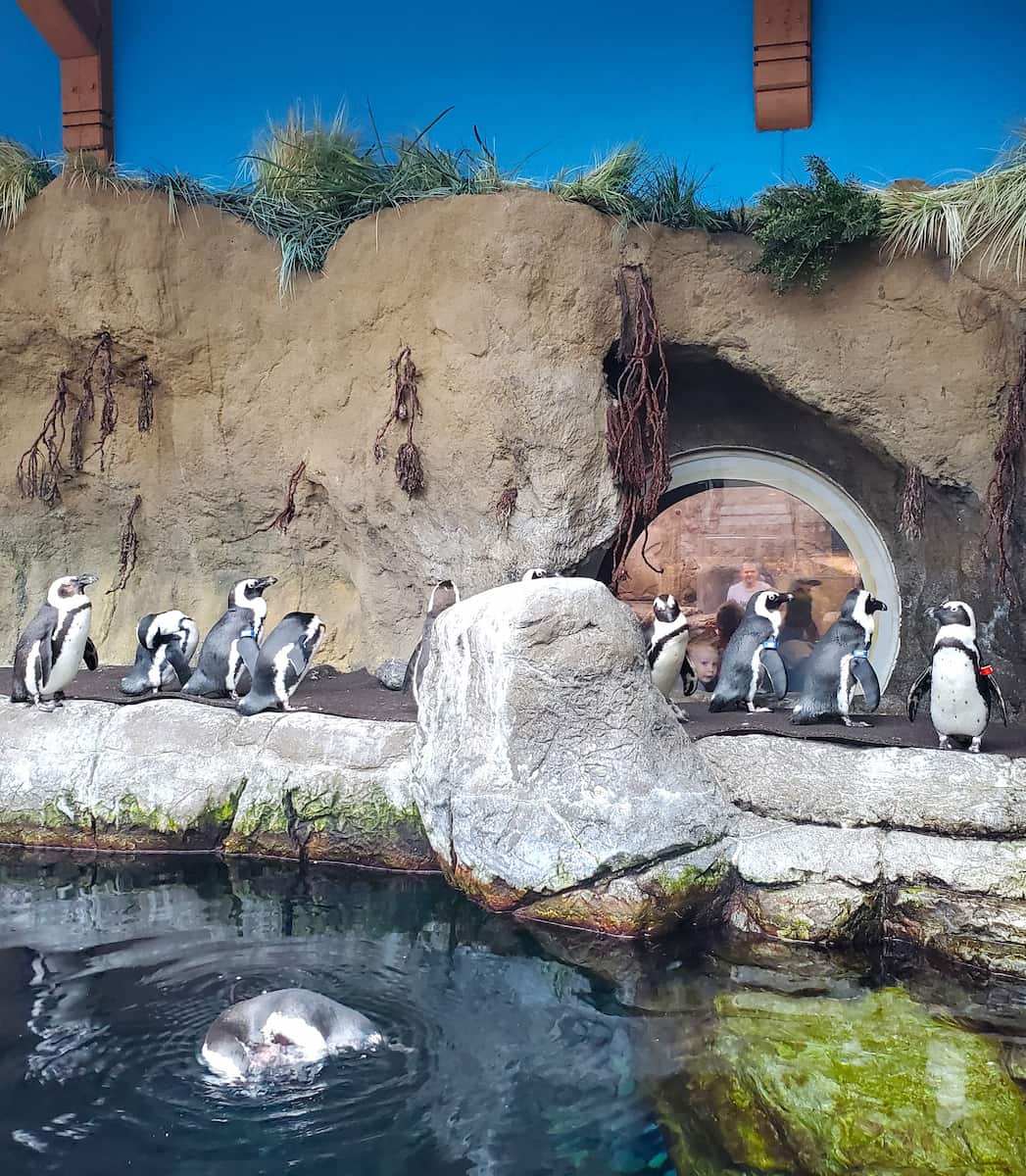 Ripley's Aquarium of the Smokies, Gatlinburg