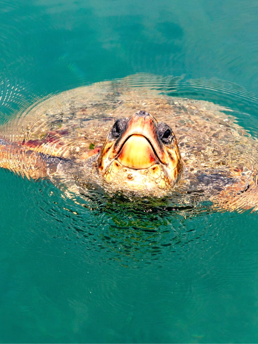Sea Turtle Viewpoint, Argostoli