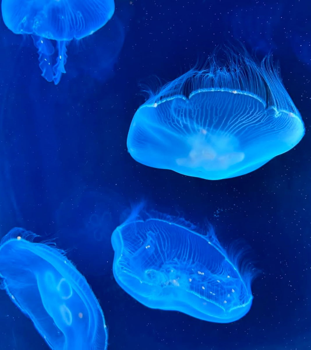 Shedd Aquarium, Chicago