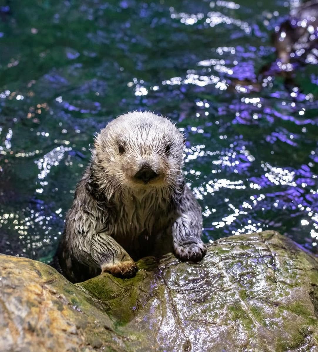 Shedd Aquarium, Chicago
