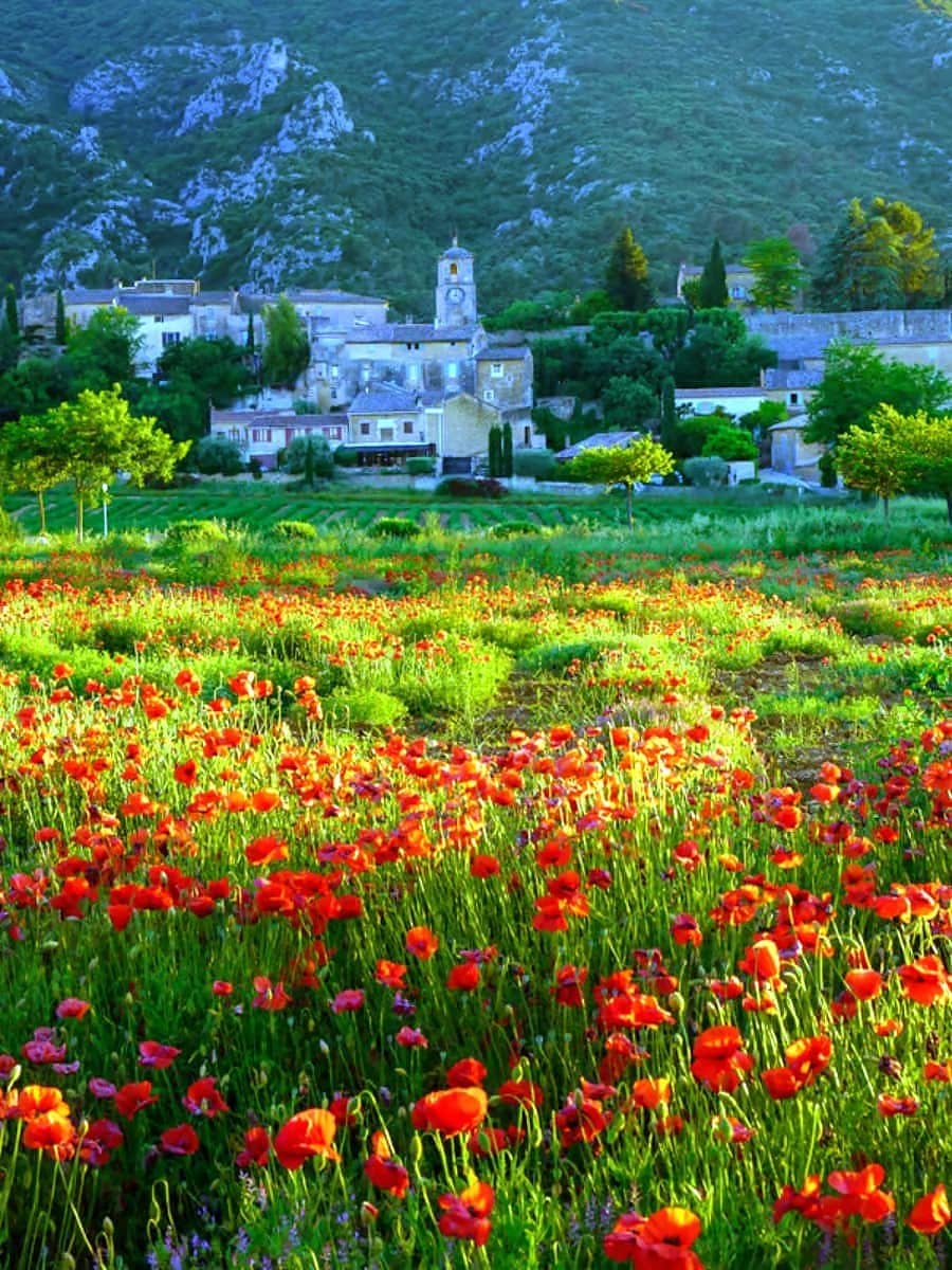 Spring in Provence