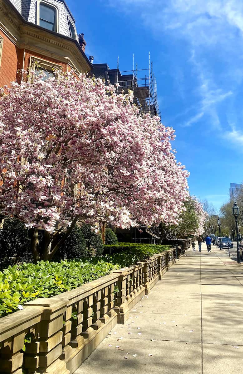 Spring in Boston