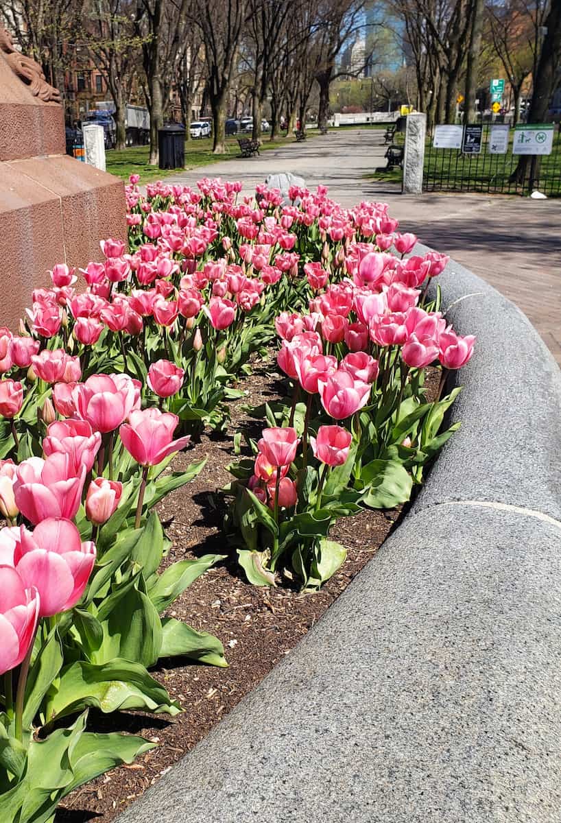 Spring in Boston